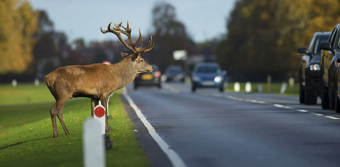 animal near road